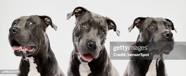 drei pitbull-hunde - american pit bull terrier stock-fotos und bilder