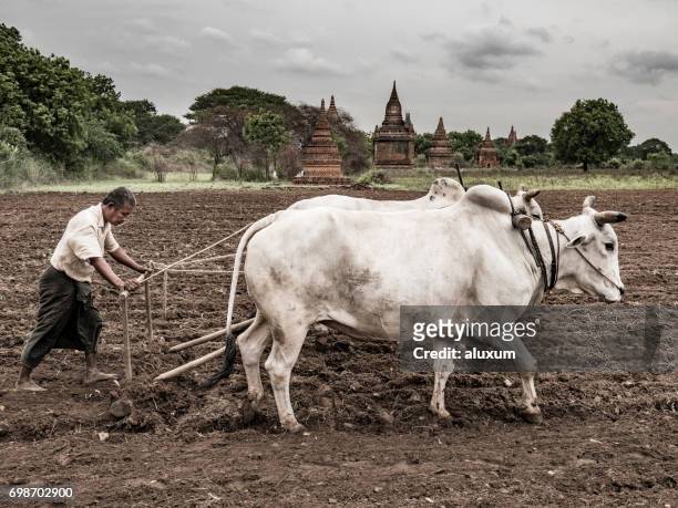 farmer plowing field bagan myanmar - ancient plow stock pictures, royalty-free photos & images