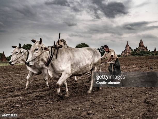 farmer with oxes in bagan myanmar - ancient plow stock pictures, royalty-free photos & images