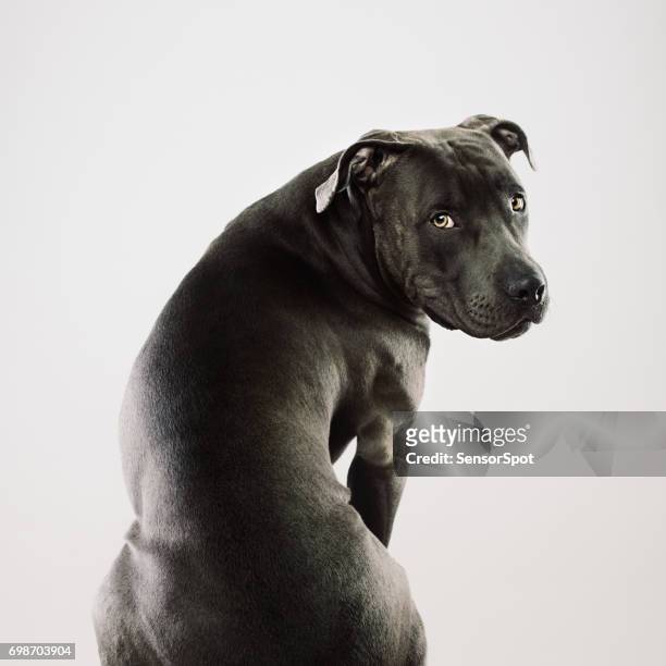 big pit bull dog sitting portrait - pit bull terrier stock pictures, royalty-free photos & images