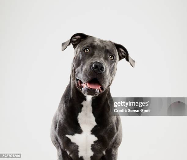 black pit bull dog listening portrait - black bull head stock pictures, royalty-free photos & images