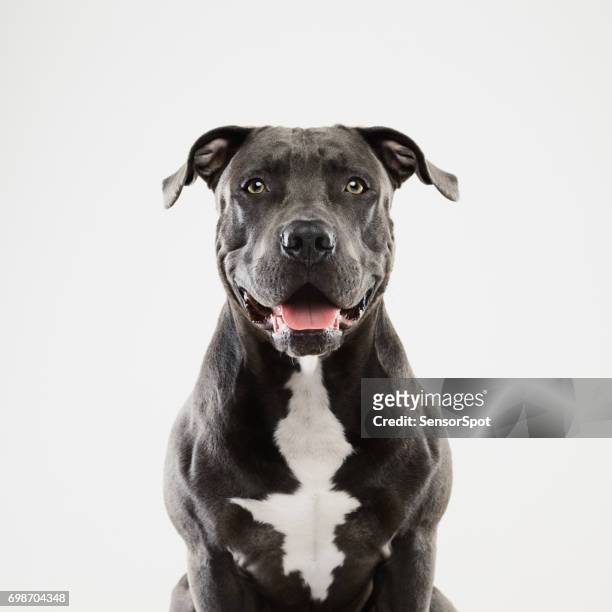 black pit bull dog sitting portrait - american pit bull terrier stock pictures, royalty-free photos & images