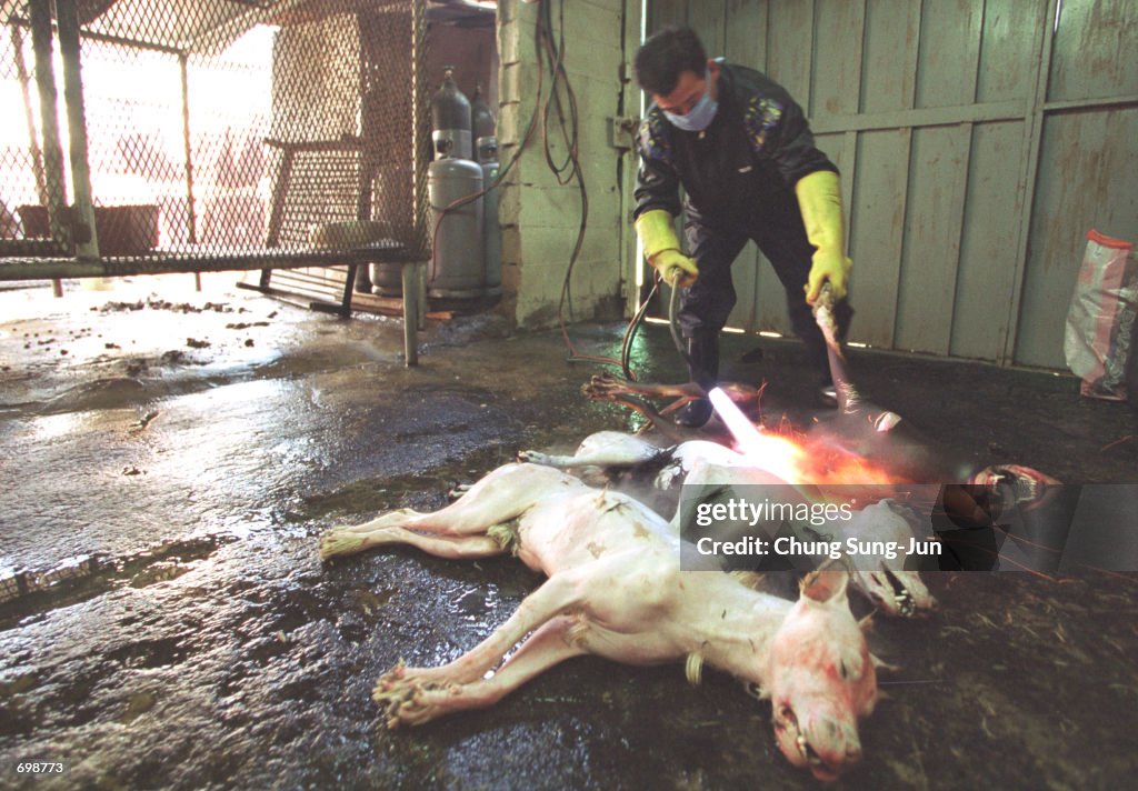 Koreans Dogmeat-Eating Tradition Under Fire