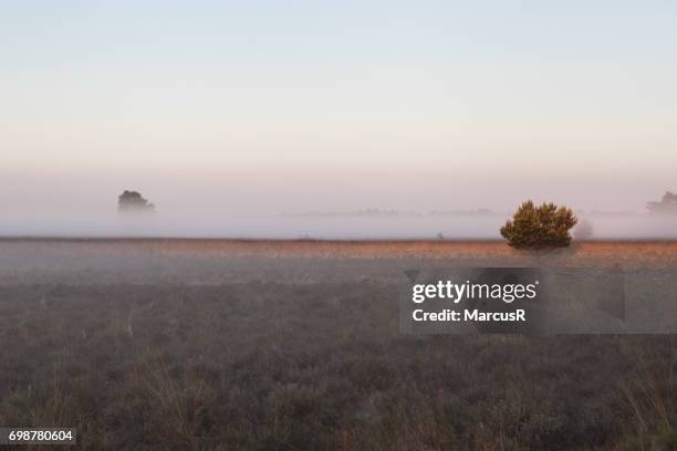 elspeetse heide in de mist - dageraad ストックフォトと画像