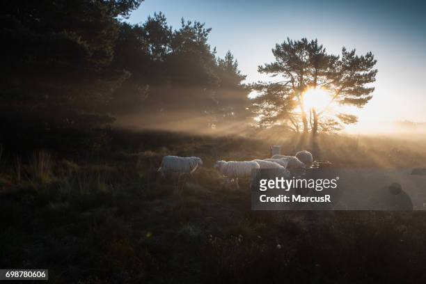 schapen drinken in het ochtendlicht - natuurgebied stock-fotos und bilder