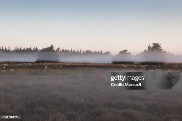 schapen grazen in de mist - dageraad ストックフォトと画像