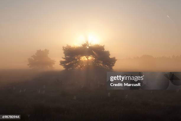 zonsopgang boven elspeetse hei - dageraad ストックフォトと画像