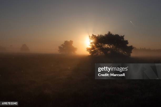 zonsopgang boven elspeetse hei - dageraad ストックフォトと画像