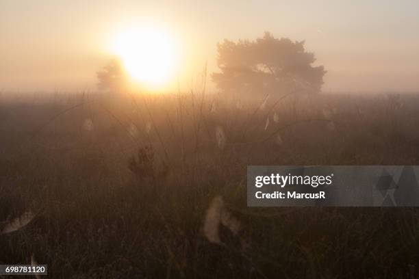 spinnenwebben in de mist - zonsopgang stock pictures, royalty-free photos & images