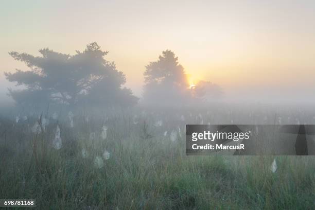 zonsopgang boven de mistige hei - zonsopgang stock pictures, royalty-free photos & images