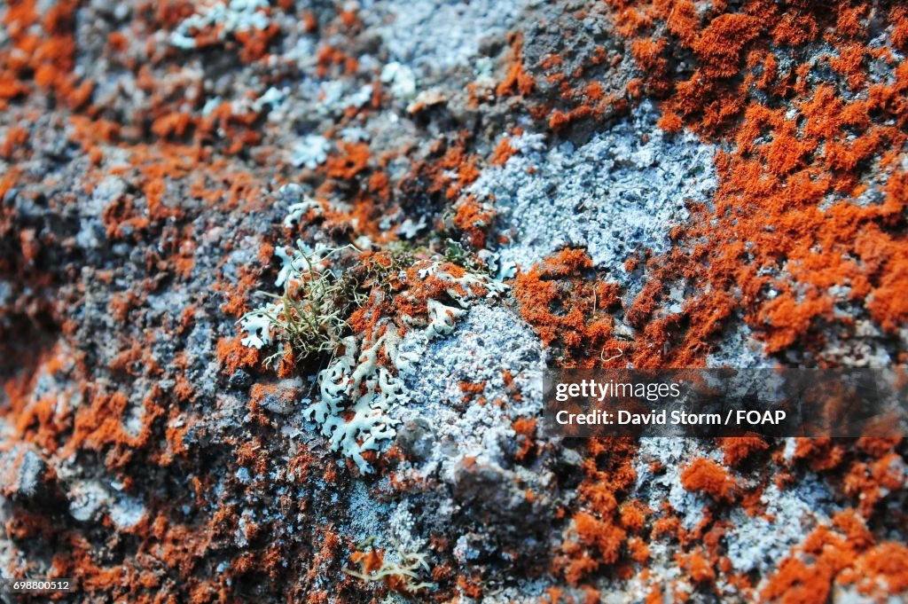 Rock covered with moss