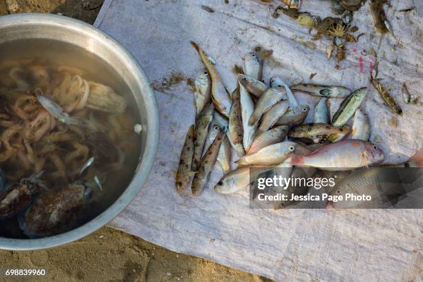 close up of fish and various sea food at the fish market in mui ne, vietnam - pijlinktvis stockfoto's en -beelden