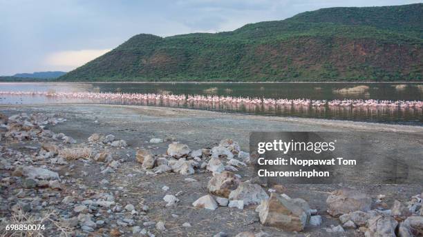 flamingo of lake bogoria, kenya, africa - lago bogoria foto e immagini stock