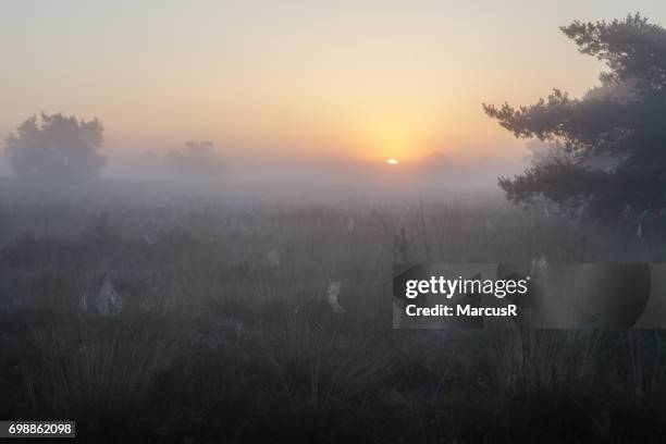 mistige zonsopkomst boven de hei - dageraad ストックフォトと画像