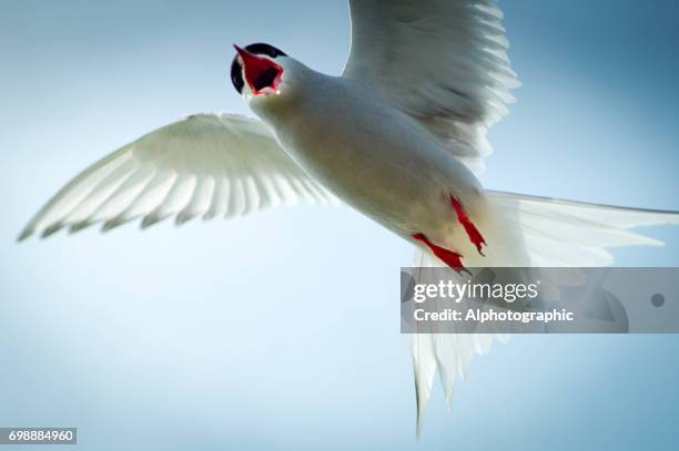 arctic tern attacking the photographer - tern stock pictures, royalty-free photos & images