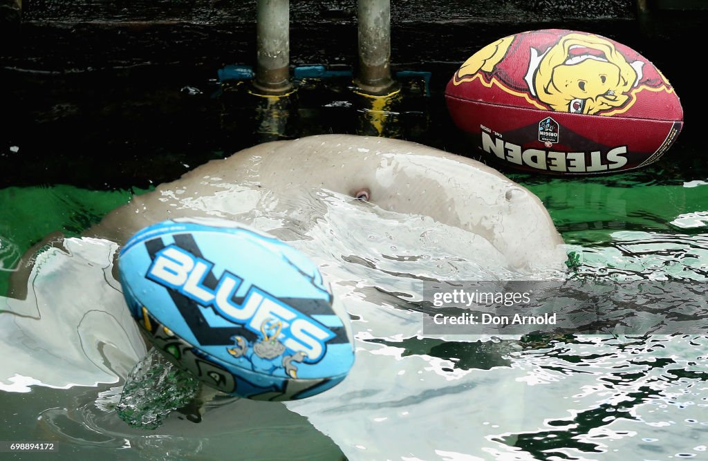 SEA LIFE Sydney Aquarium Resident Dugong Predicts State Of Origin Game II Winner