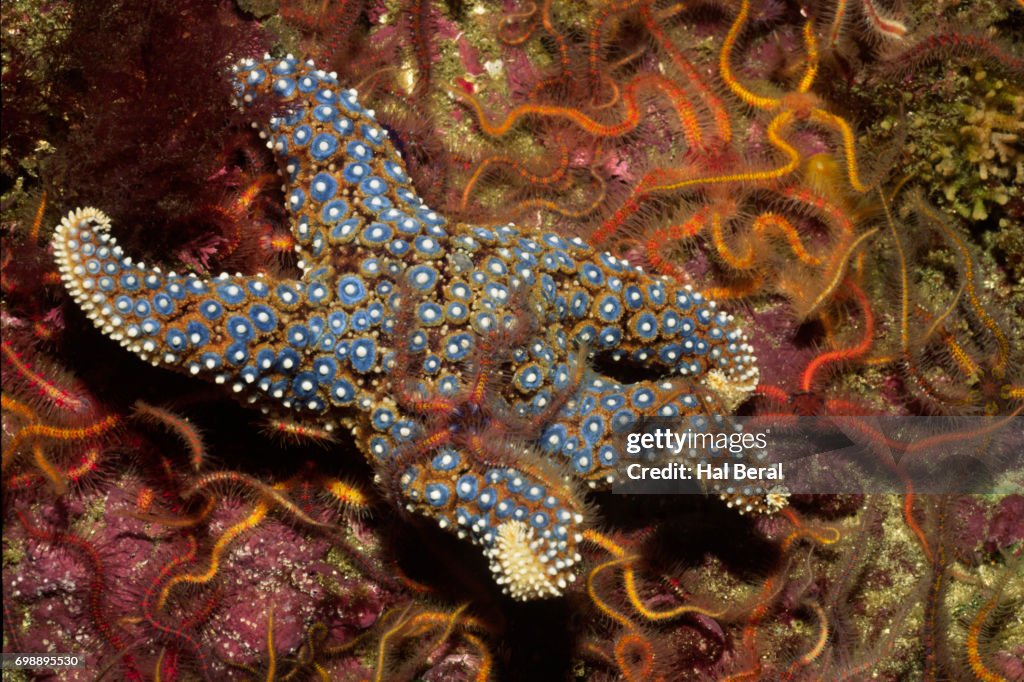 Giant=Spined Starfish with Spiny Brittle Stars