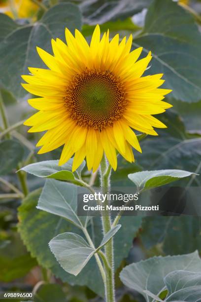 close up of a single helianthus or sunflowers in italy - massimo pizzotti stock pictures, royalty-free photos & images