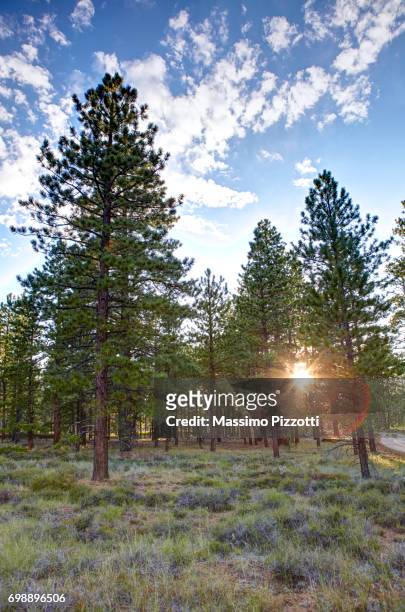 the forest in the bryce canyon national park, utah, united states - massimo pizzotti stock pictures, royalty-free photos & images