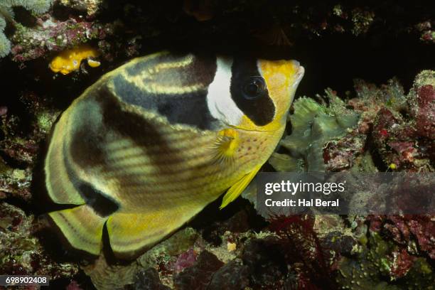 raccoon butterflyfish in night colors - raccoon butterflyfish stock pictures, royalty-free photos & images