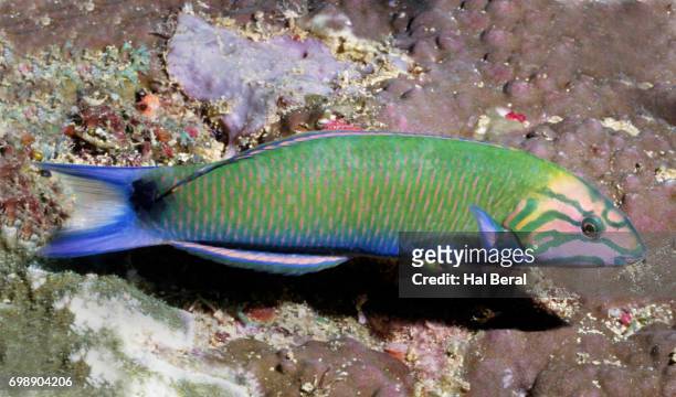 crescent wrasse - wrasses stock pictures, royalty-free photos & images