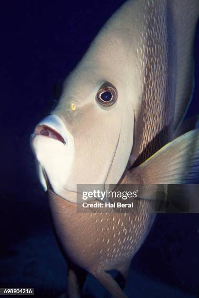 gray angelfish close-up - gray angelfish stockfoto's en -beelden