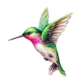 watercolor illustration, flying hummingbird isolated on white background, exotic, tropical, wild life clip art