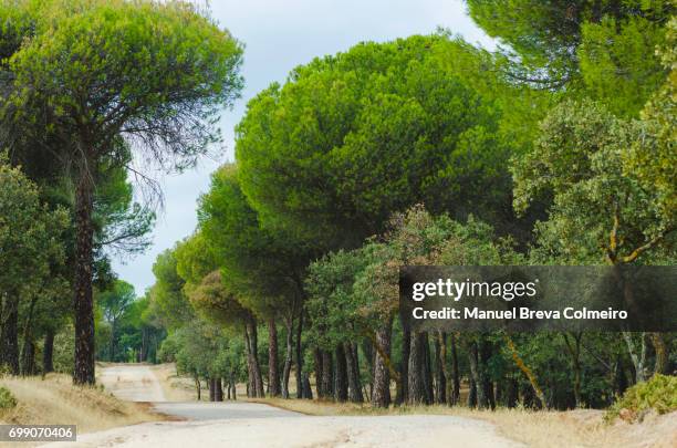 spanish forest - pine woodland fotografías e imágenes de stock