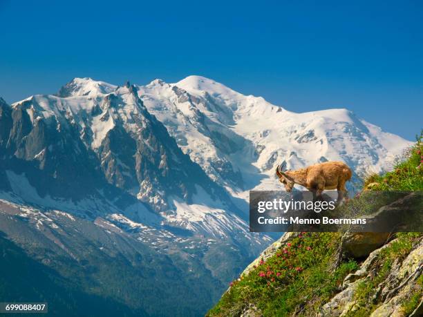 a young ibex, or mountain goat, in front of the mont blanc. - alpi foto e immagini stock