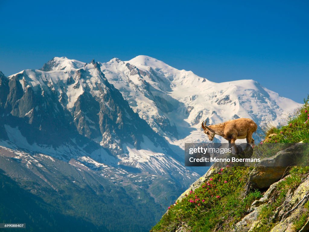 A young ibex, or mountain goat, in front of the Mont Blanc.