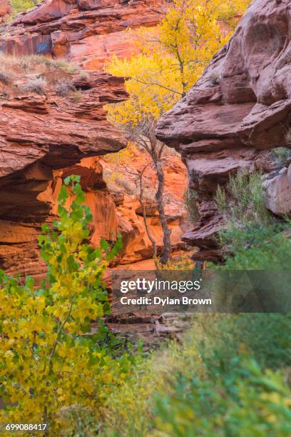 coyote gulch in fall color - glen canyon stock-fotos und bilder