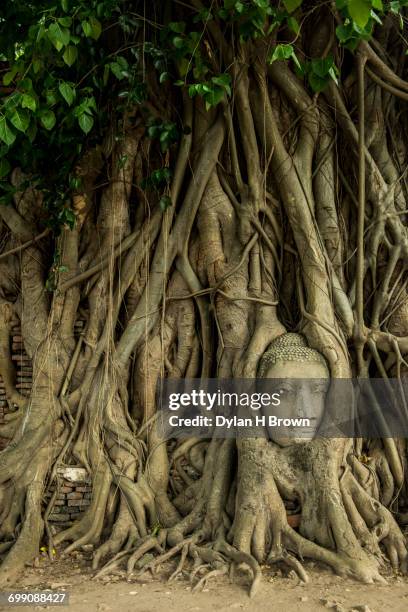 buddha head in the tree, ayutthaya. - thai bodhi tree stock pictures, royalty-free photos & images