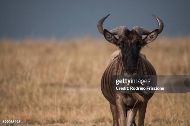 lonely wildebeest in the african plains, masai mara, kenya - wildebeest stock pictures, royalty-free photos & images