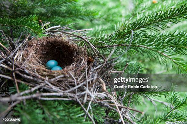 bird eggs in a nest in glacier national park, montana. - birds nest ストックフォトと画像