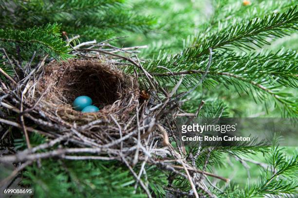 bird eggs in a nest in glacier national park, montana. - fågelbo bildbanksfoton och bilder
