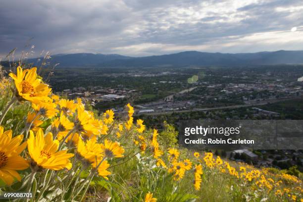 balsalm root flowers illumintated by late evening light with missoula, montana sitting in the valley. - missoula stock pictures, royalty-free photos & images