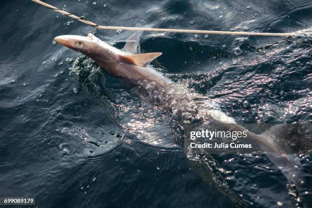 dogfish on a line - dogfish stock pictures, royalty-free photos & images