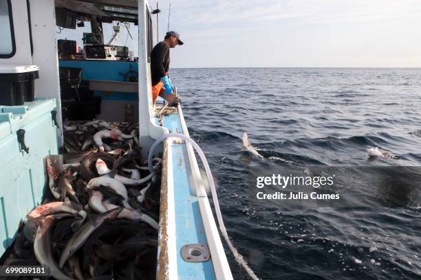 a fisherman catches dog fish. - fresh fish stockfoto's en -beelden