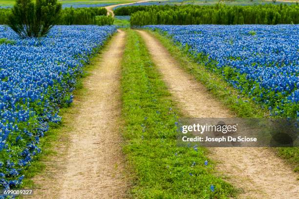 a field of texas bluebonnet wildflowers at the muleshoe bend recreation area. - texas bluebonnets stock pictures, royalty-free photos & images