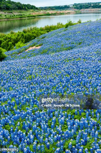 a field of texas bluebonnet wildflowers - texas bluebonnets stock pictures, royalty-free photos & images