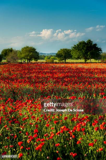 a field of red poppies with a stand of trees in the background. - fredericksburg texas stock-fotos und bilder