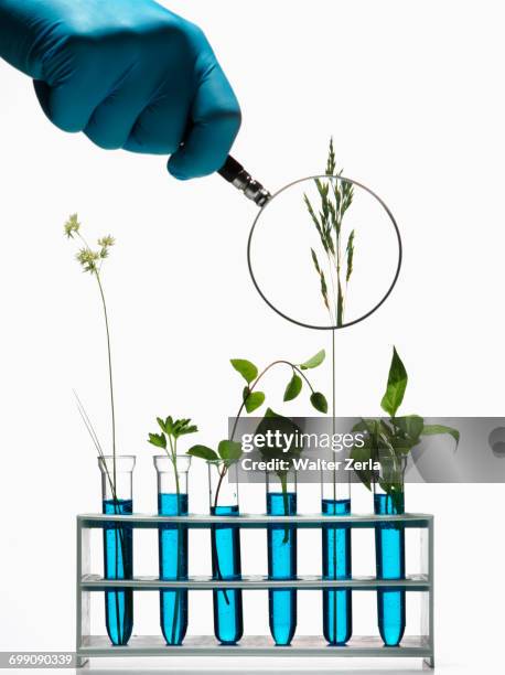 hand holding magnifying glass on plants growing in test tubes - artigos de vidro de laboratório - fotografias e filmes do acervo