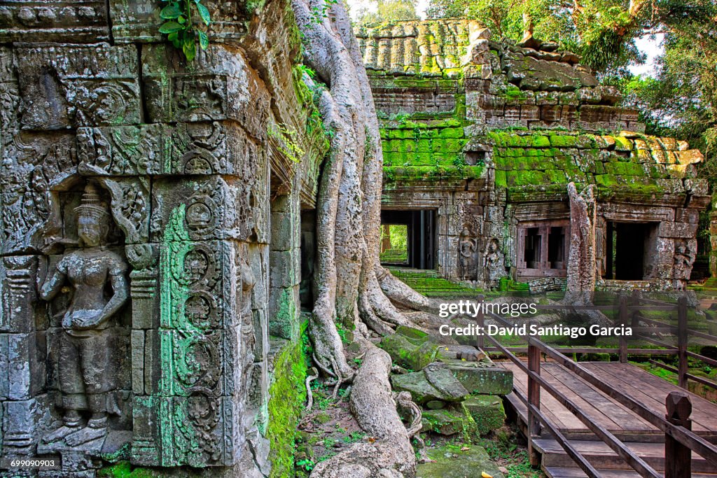 Ta Phrom Temple and gigantic trees and roots