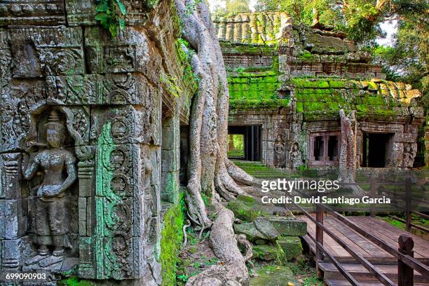 ta phrom temple and gigantic trees and roots - angkor wat stock pictures, royalty-free photos & images