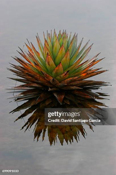 endemic flora on a tepui roraima mountain in canaima national park, venezuela - argyroxiphium sandwicense stock-fotos und bilder