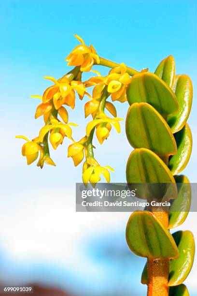 endemic flora on a tepui roraima mountain in canaima national park, venezuela - mt roraima stock pictures, royalty-free photos & images