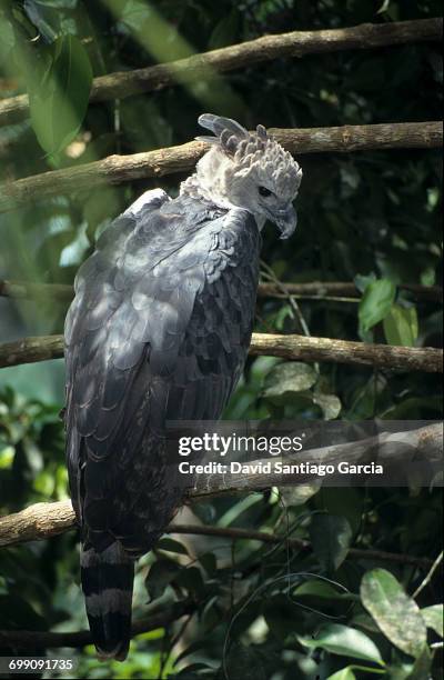 harpy eagle (harpia harpyja) - harpy eagle - fotografias e filmes do acervo