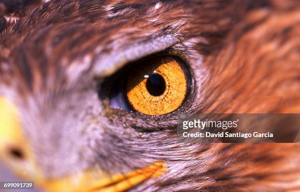 bonellis eagle hieraaetus fasciatus, portrait. monfrage national park. caceres. extremadura. spain - hieraaetus fasciatus stock pictures, royalty-free photos & images