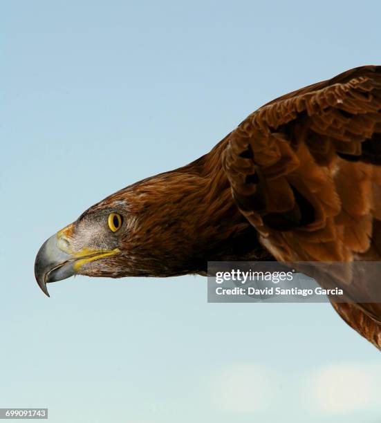 golden eagle (aquila chrysaetos) monfrage national park. caceres. spain - caceres stock pictures, royalty-free photos & images