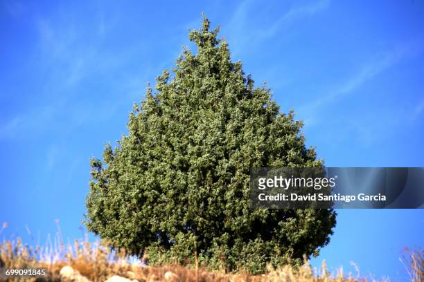 common juniper, foliage and berries (juniperus comunis) in alto tajo natural park. guadalajara. spain - wacholderbeeren stock-fotos und bilder